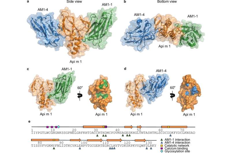 Aller_MD's tweet image. #Molecular #maps reveal how #allergic #reactions work and a new way to #block them. medicalxpress.com/news/2026-04-m…
