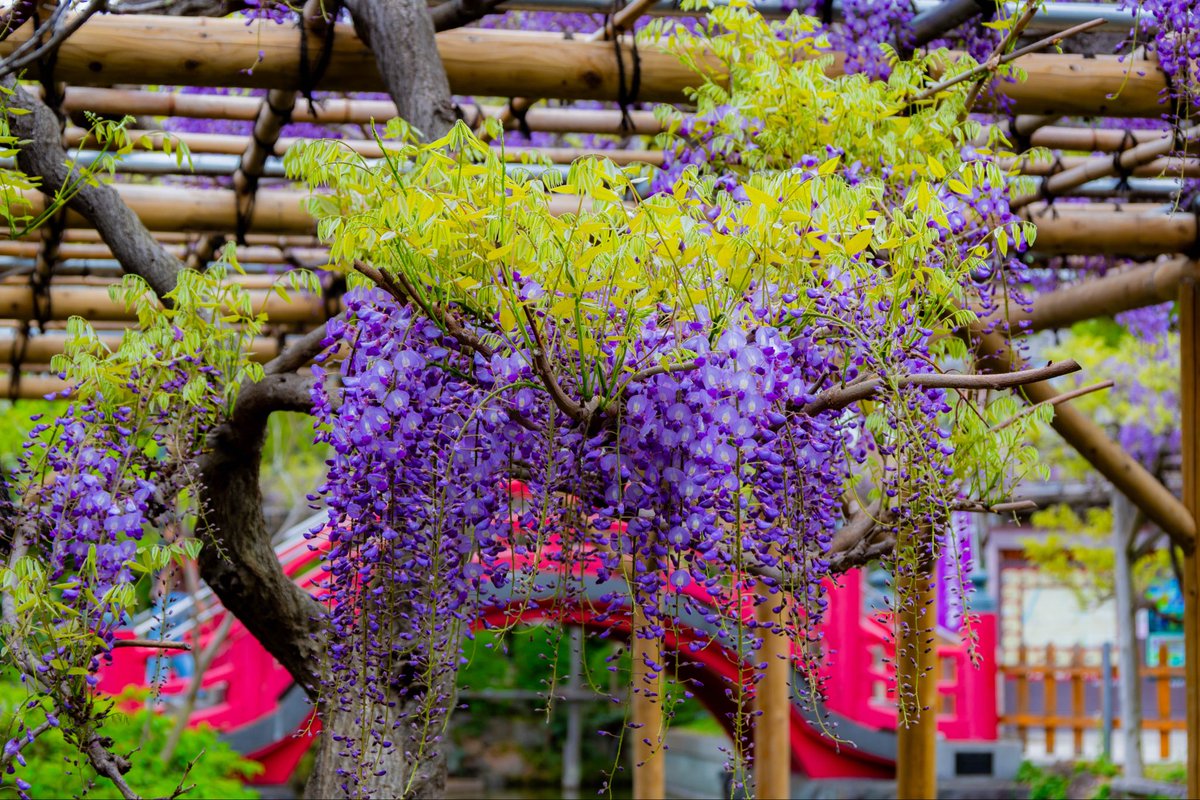 yaorin_Actually's tweet photo. 亀戸天神2026/04/13
恒例の藤まつり開催中です。開花は四分咲きくらいでしょうか。あと数日で一気に開きそうです。満開のタイミングでもう一度行きたい❗️ https://t.co/NcuKPS9bfq