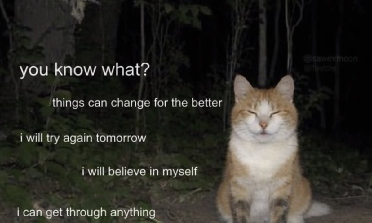 LiterallyMeCats tweet media