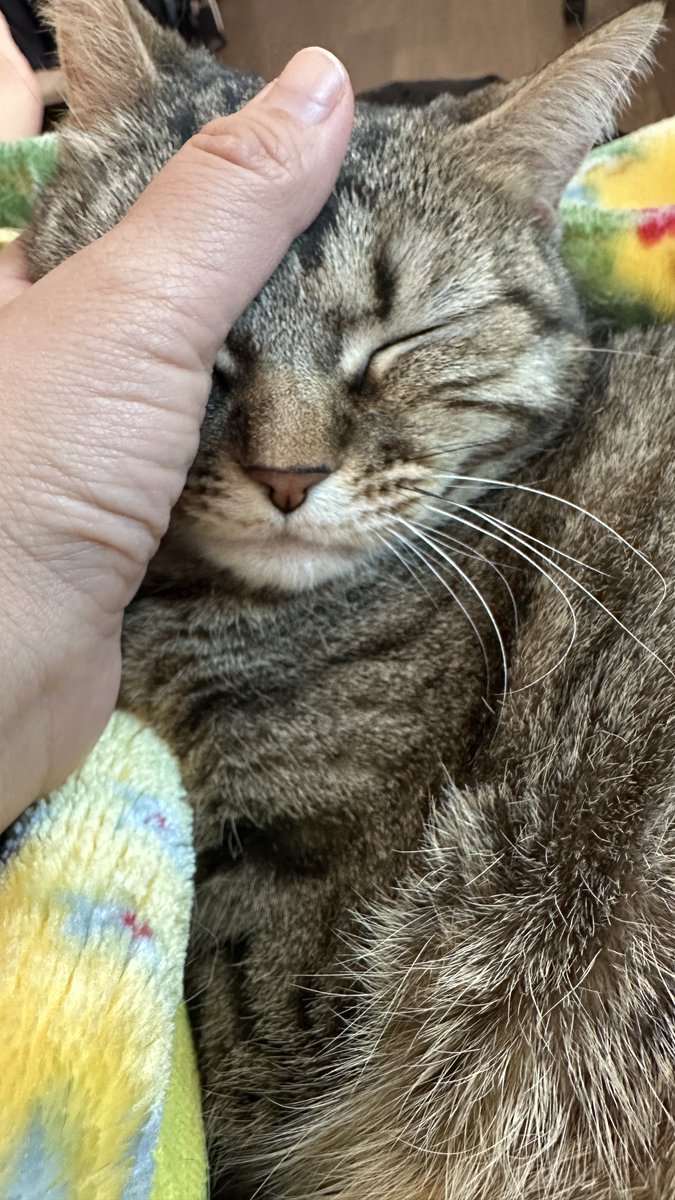 모모코코또또 tweet media