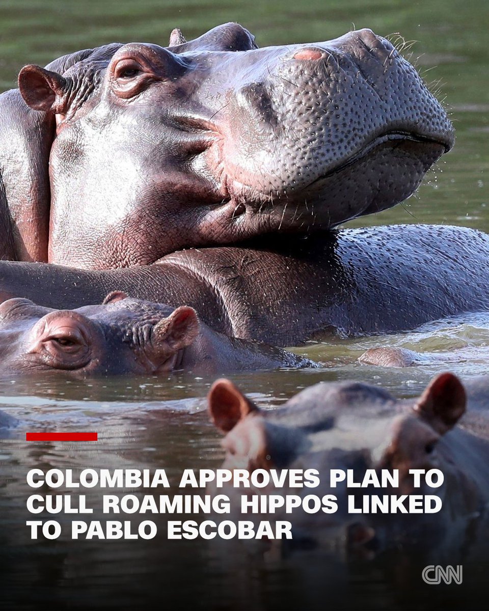 CNN's tweet photo. Colombian officials have authorized a plan to cull dozens of hippos roaming freely through a region in the center of the country, where they threaten villagers and displace native species years after notorious drug lord Pablo Escobar brought in the first ones. https://t.co/L0YjvRnPAT