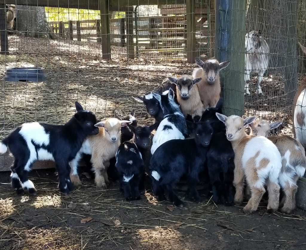 Abandoned Creature 👽 tweet media