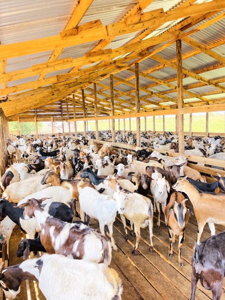 Abandoned Creature 👽 tweet media