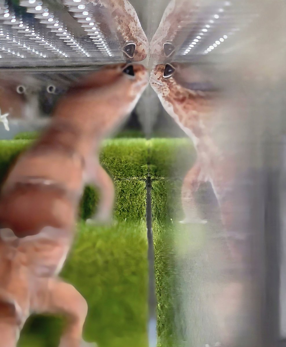 あらみぃ❁*。 tweet media