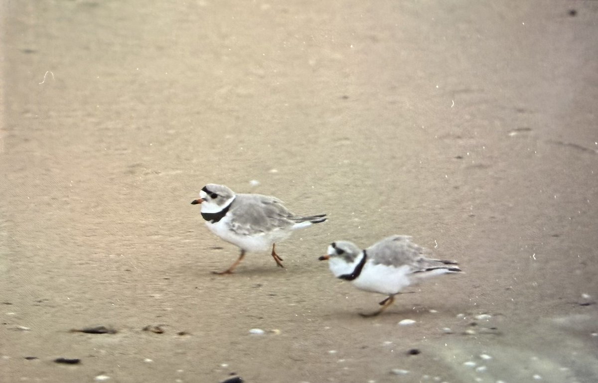 Chicago Piping Plovers tweet media