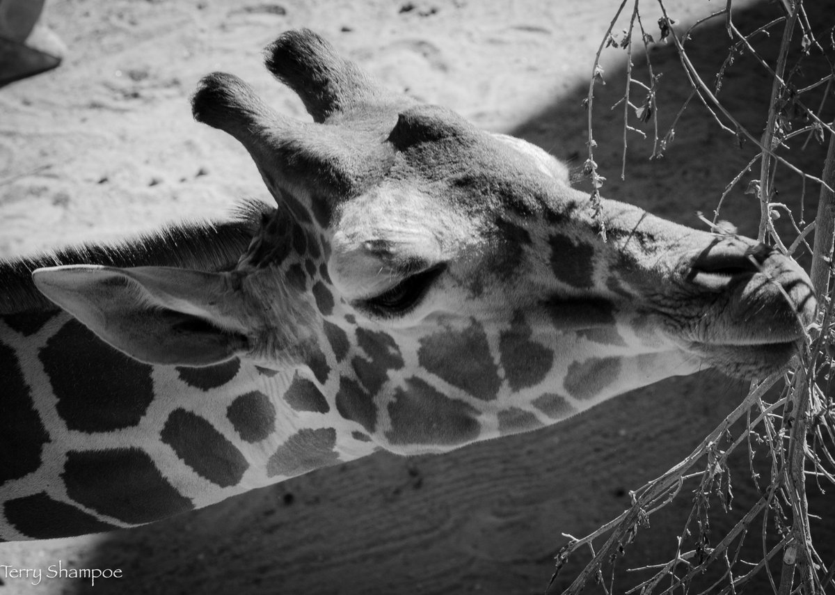 ChefShampoe's tweet photo. Cheyenne Mountain Zoo
#photography #photography #girafe #cheyennemountainzoo https://t.co/7qWiJGtVzq