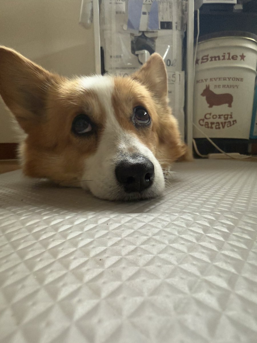 ちょびと陸遜と凛太郎と朱凛 tweet media