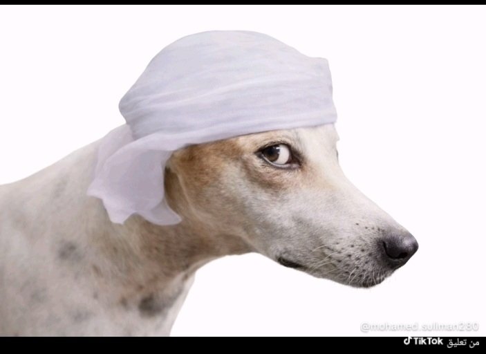 ابوعمر العوفي 💚 tweet media