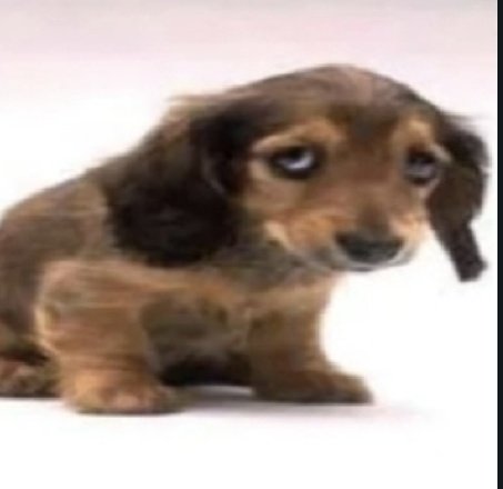 TzankTzank🪻 tweet media