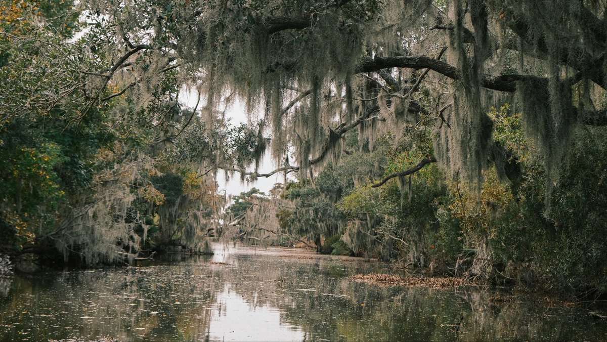 Kat_HDela's tweet image. This bayou 
         a watery grave 
              for sinking #letters 
       unsent  

#vss365 

📷©️Unsplash/Jaz Blakeston-Petch