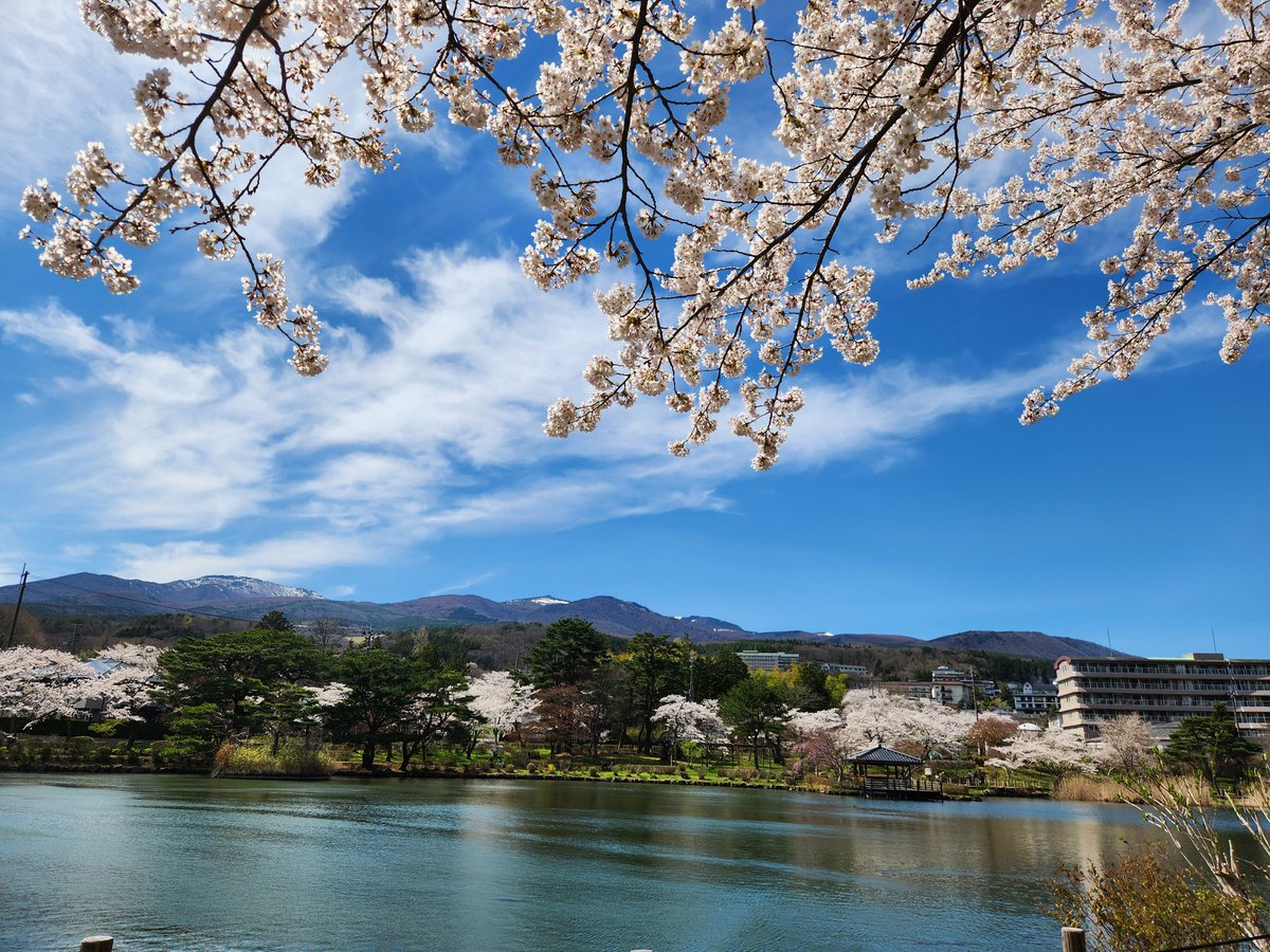 dakeonsen_s's tweet photo. 撮影日　2026年4月14日
開花状況　満開

本日も晴天☀️お花見日和です。
桜と安達太良山と温泉と😌♨️🍶
皆様のお越しをお待ちしております。
２枚目～4枚目は4月12日撮影した写真です。ライトアップは、17時から22時まで。
#二本松の桜
#岳温泉の桜
#岳温泉桜坂
#鏡が池公園
#安達太良山 https://t.co/Iiuyp21jem