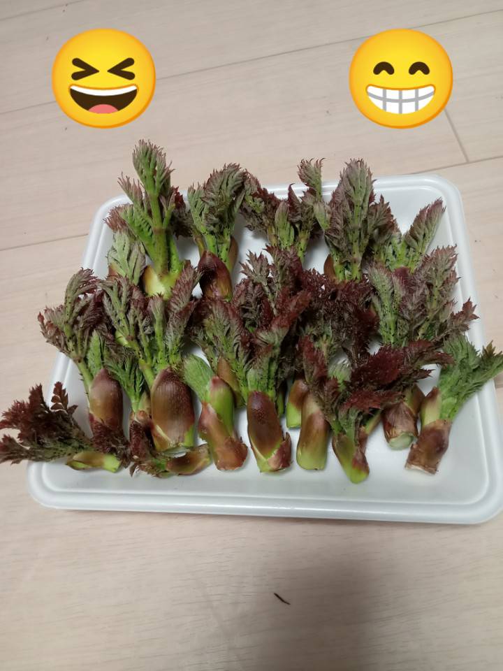 TSUGAUN's tweet photo. 裏の山で見つけました✨
春ですね～🌸
もちろん初物です。
初物食べて長生きしましょう☺️ https://t.co/f6geI7cYMa