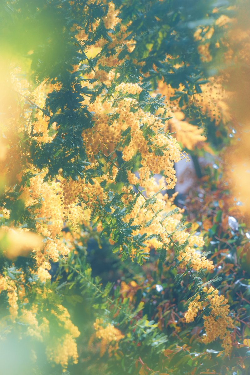 craftwitch_moni's tweet photo. 春を告げる

#sony #ZVE10M2 #Vlogcam #キリトリセカイ #花 https://t.co/hAFWwuur44