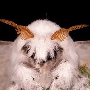 ﾟ✧ﾟ mothemi ﾟ✧ﾟ tweet media