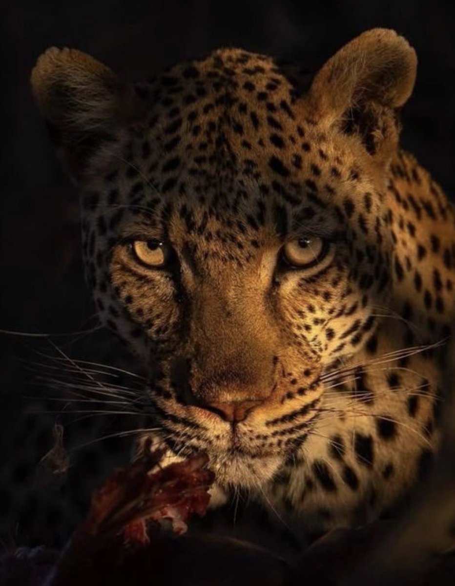 Y~Chromosome HOODIES Connoi$$eur tweet media