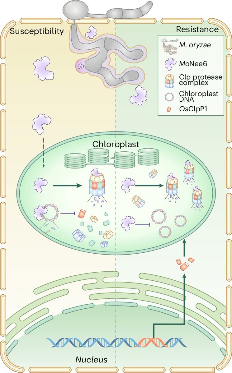 NaturePlants's tweet photo. New Article: "A fungal nuclease effector subverts the chloroplast genome and triggers cell death to promote infection" https://t.co/lBhtnSZRrb

MoNee6 is a chloroplast-targeted nuclease from Magnaporthe oryzae. Engineering OsClpP1 enhances Nee6 degradation and blast resistance. https://t.co/7NT68DWF1L