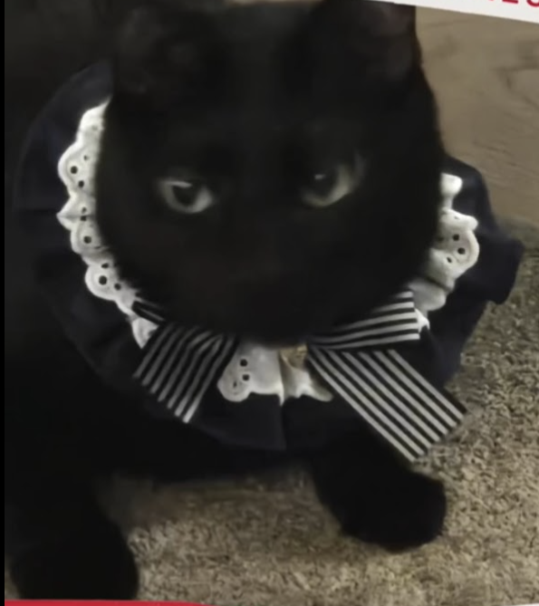 shout out to yoongi hyung's cat tweet media