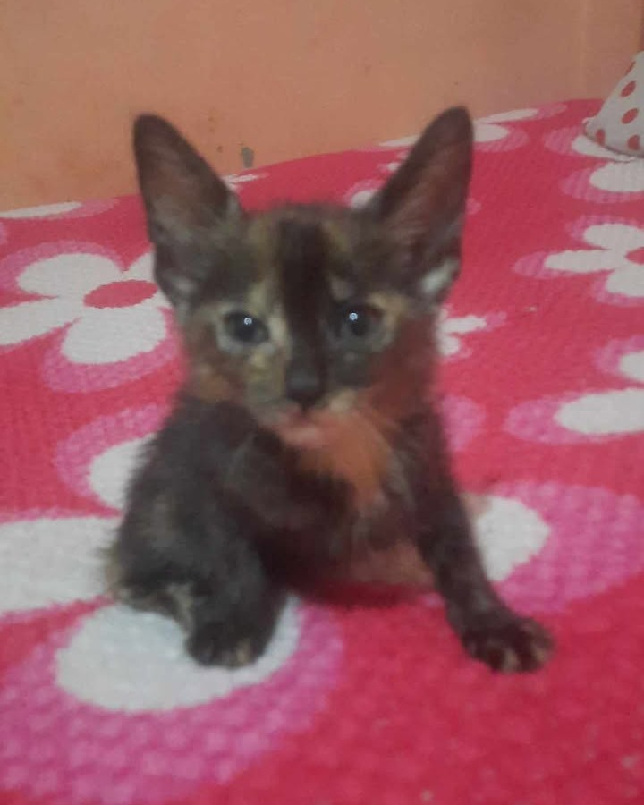 Fundación De Gatitos tweet media