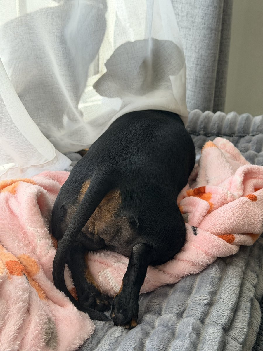 DeannaW1012's tweet image. I opened the window and both girls were right on it 😊 Fresh air. Good for the soul. 
#pets #dachshund #cats