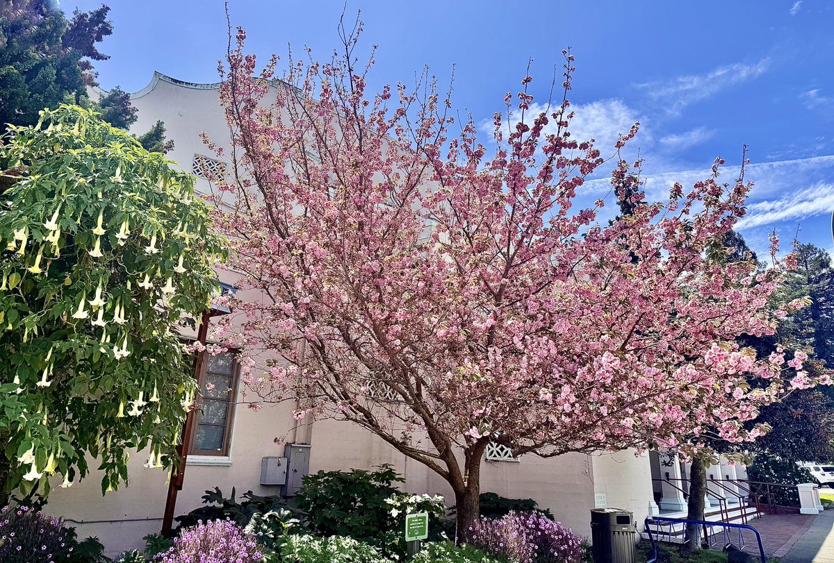 NarcissistBox's tweet image. A Kwanzan Cherry Tree and to the left is a Golden Trumpet Tree. I live in a beautiful place, but it's filled with ghosts and evil spirits. I am still searching for where I belong. Where do you live? Is it good place to call home? #life #searching #home #peace
