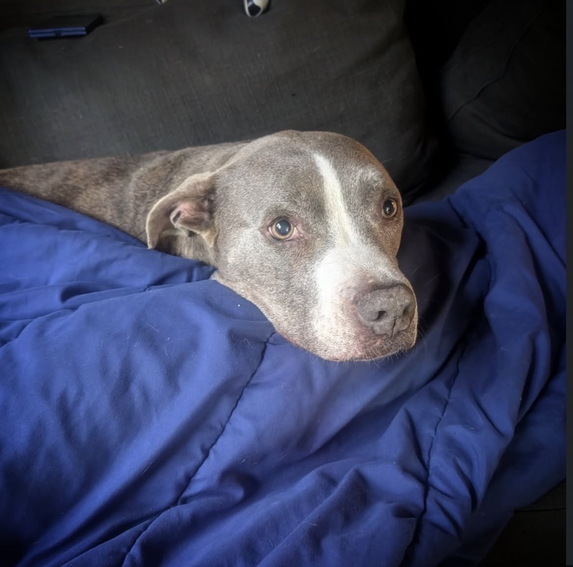 sw_holocron's tweet photo. As if you couldn’t love Sam Witwer anymore, in a new Instagram post, he says, “One of the hardest things about working on #Maulshadowlord is that [my dog] Buster gets very afraid when I rehearse with Maul's voice.
#Buster #Butters #MisterBoots #AdoptDontShop” https://t.co/tvkDGePApZ