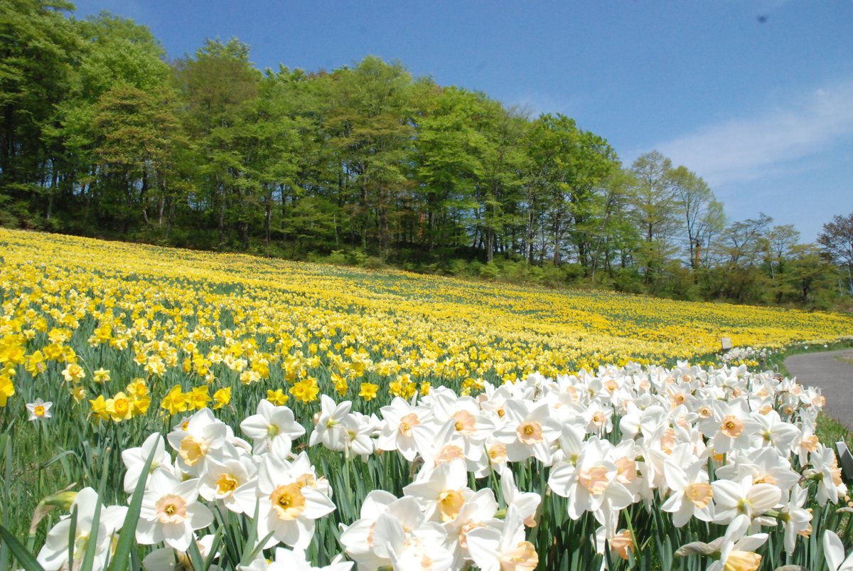 eboshiresort's tweet photo. えぼしリゾートの「すいせん鑑賞」が4月18日より開催！🌼 50万株のすいせんがゲレンデ一面を埋め尽くす光景は圧巻の一言。詳細はHPをCHECK！
https://t.co/Gm0rrrBjTM https://t.co/Scsk09CvDr