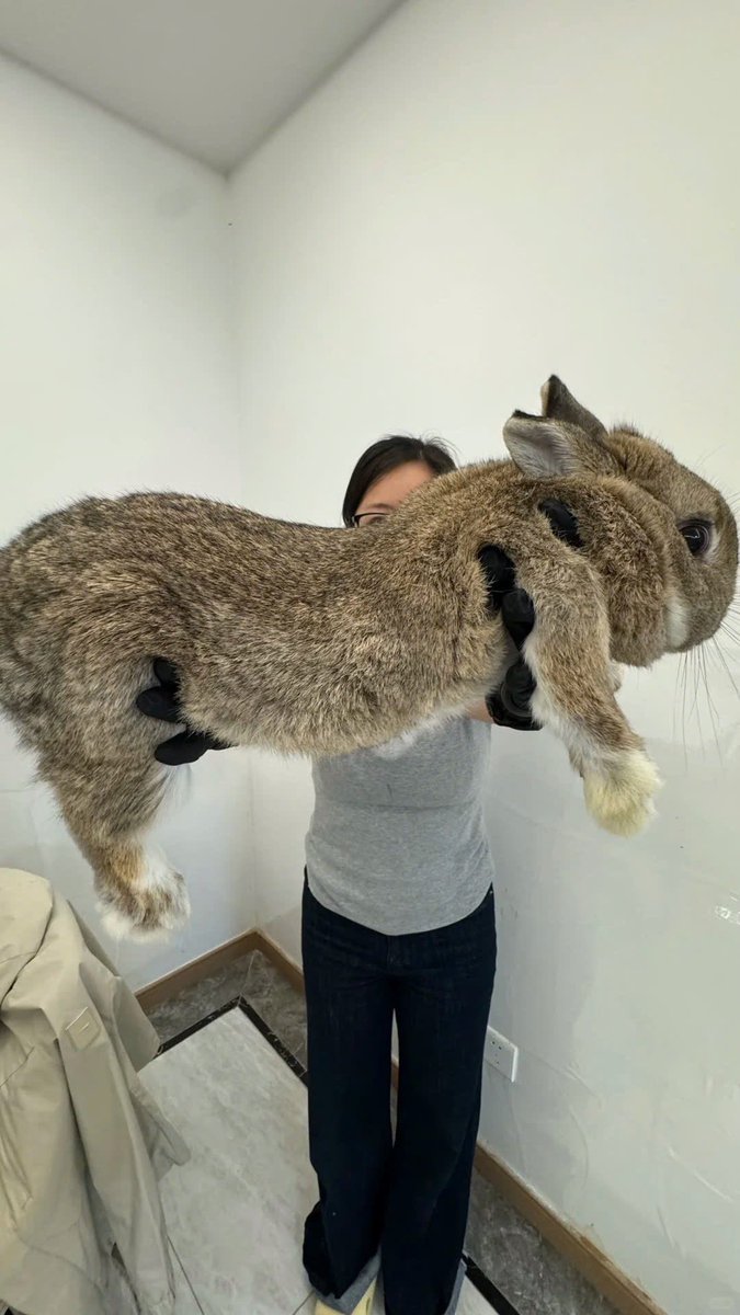 Why you should have a rabbit tweet media