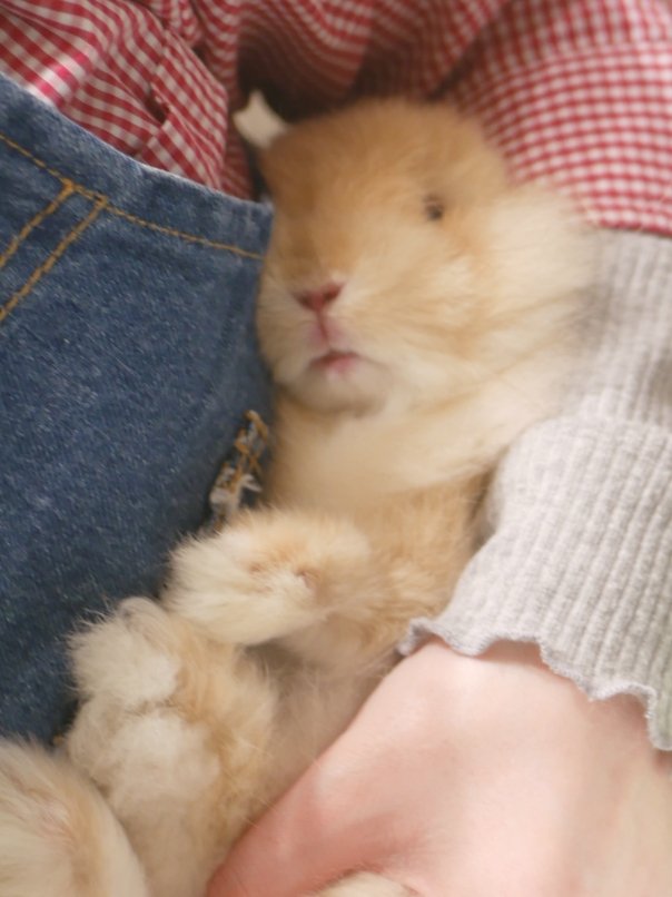 hinokiusa's tweet image. 初のグルーミングで真顔になるほわた

#grooming