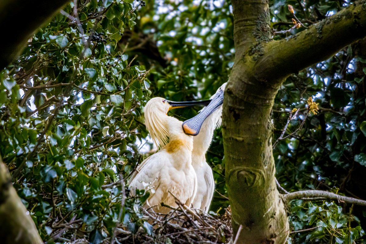 dinobreezy's tweet image. Goodmorning everyone ☕️ Have a great Tuesday with these nesting Eurasian spoonbills (Platalea leucorodia), in Dutch 🇳🇱 Lepelaars 

#GoodMorningX #TuesdayMotivation #twosday
#platalealeucorodia #spoonbill #lepelaar #nature #dehout #GKNfotografie