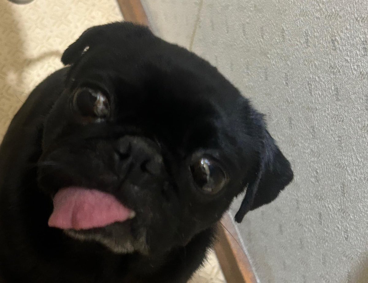 ハクと犬のはなし tweet media