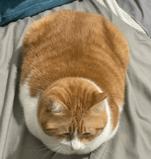 Javier Rueda tweet media