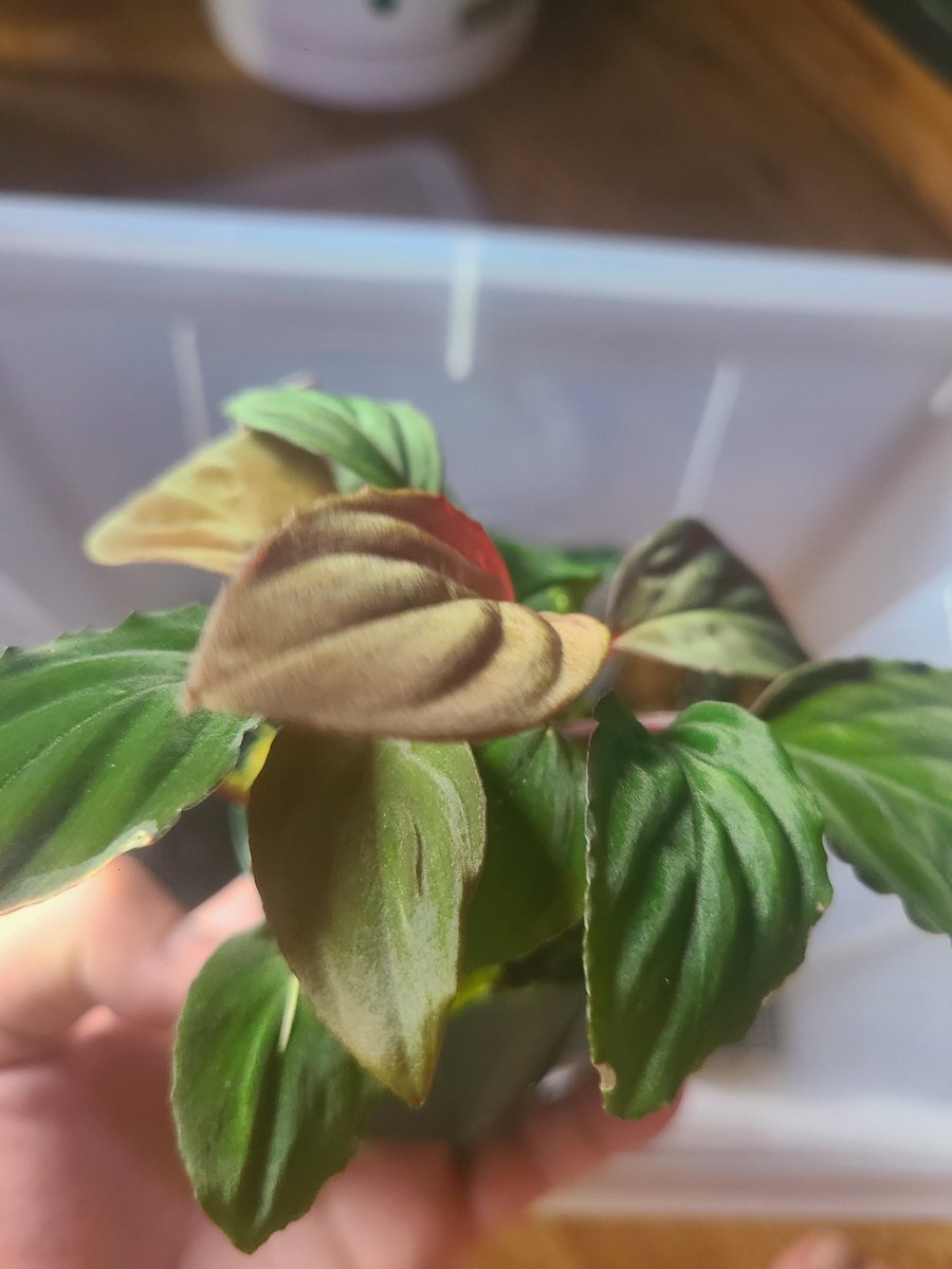 瑠香えびtaku tweet media