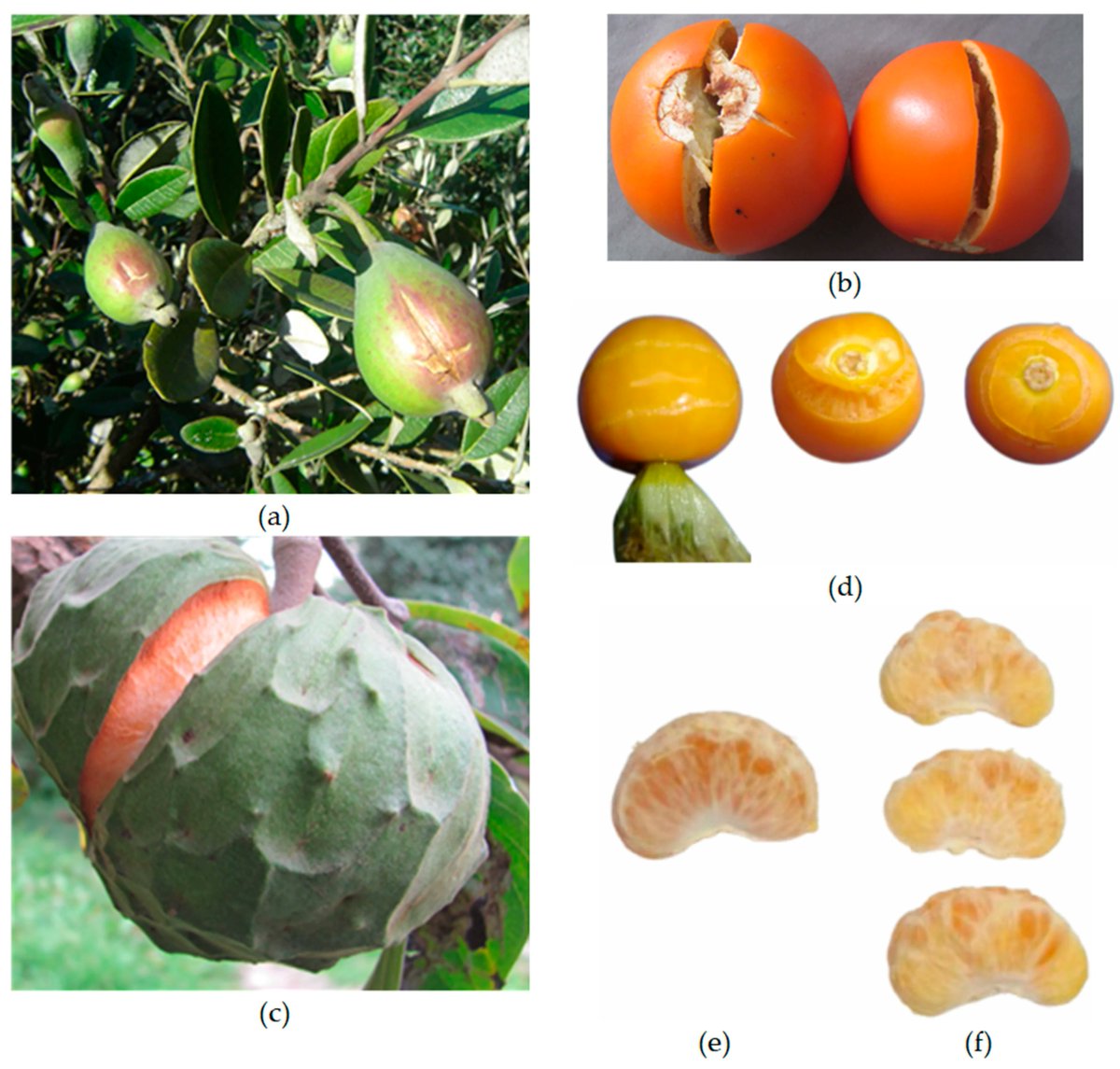Horticul_MDPI's tweet image. Horticulturae - Editor Choice🍀

📖Title: The Effect of #Boron on #Fruit #Quality: A Review.

✍️Paper written by: Javier Giovanni Álvarez-Herrera et al.

🔗Link: mdpi.com/2311-7524/11/8…

#academic #publishing #MDPI #horticulture #science #scientific