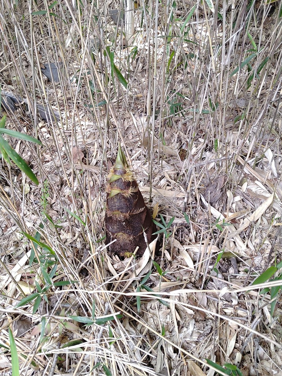 アウトプットジュエリー。次回は5月3.4.5日土岐美濃焼まつり、桃116です。 tweet media