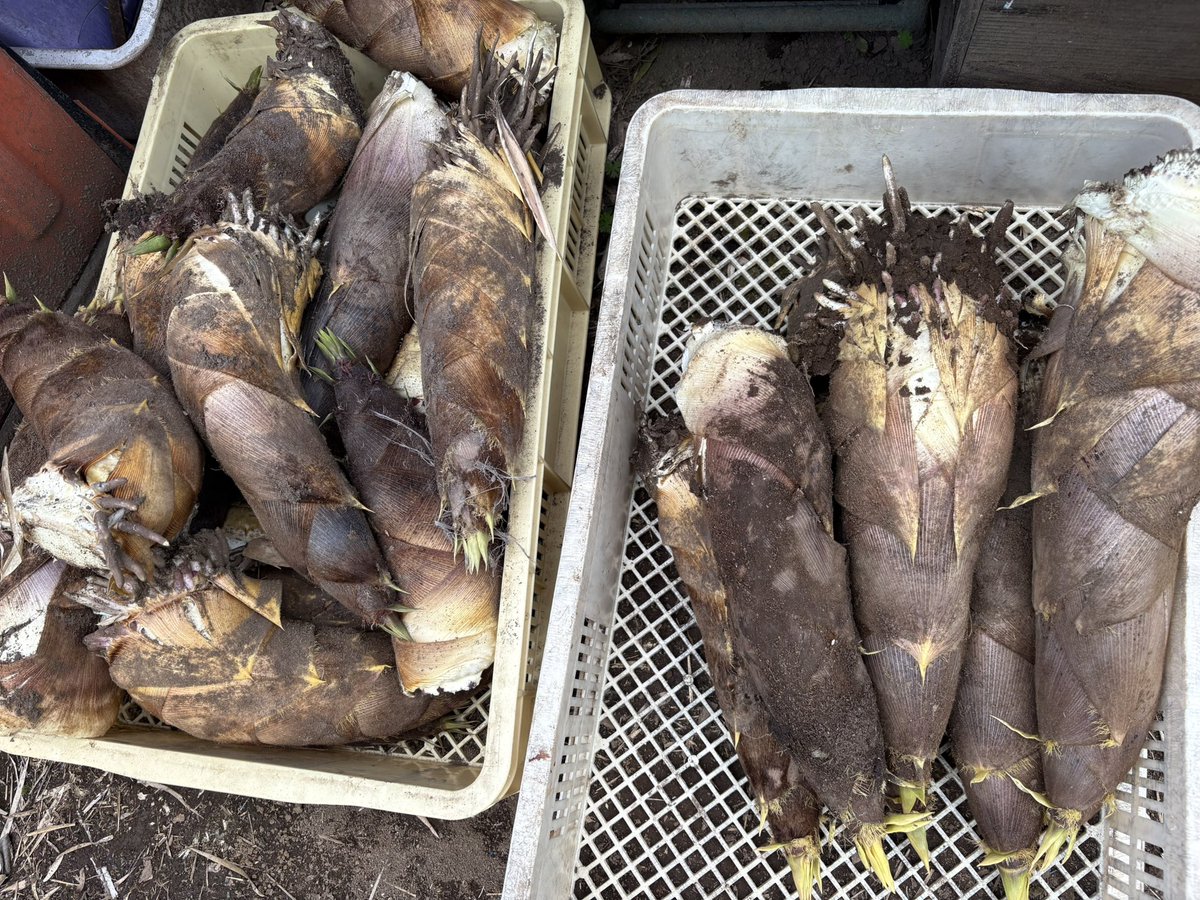 ずっとマリォでいいのに。（夏月マリォ） 🧄🇯🇵🍇🍑🍊🍓季節の食材、雑貨、カフェ tweet media