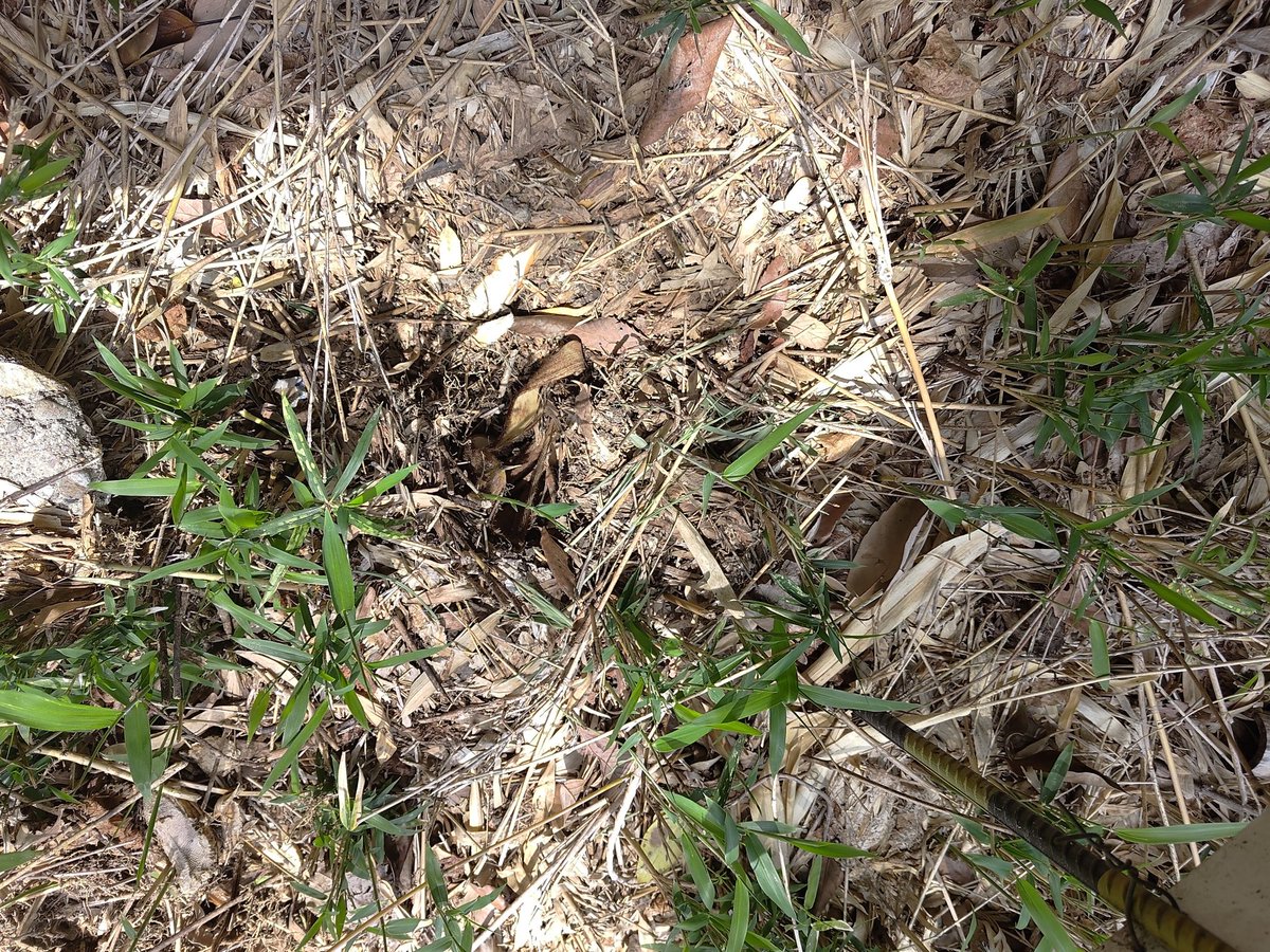 アウトプットジュエリー。次回は5月3.4.5日土岐美濃焼まつり、桃116です。 tweet media