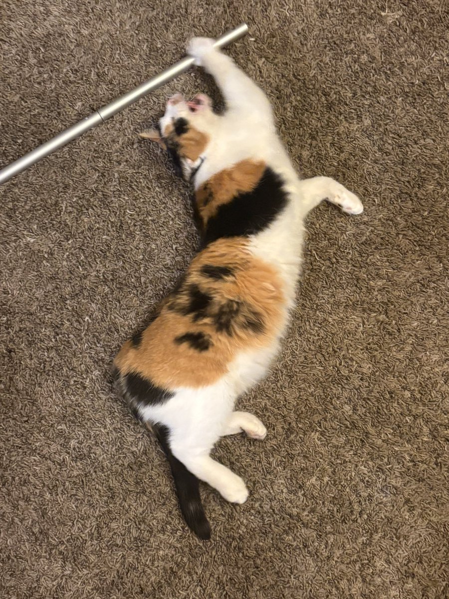 Andrew 🐁 tweet media