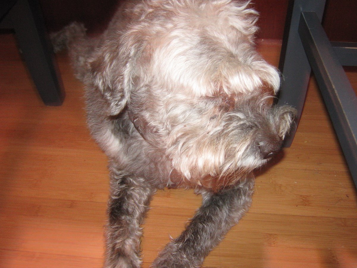 AustinSchnauzer's tweet photo. https://t.co/TqSpR1xMCZ