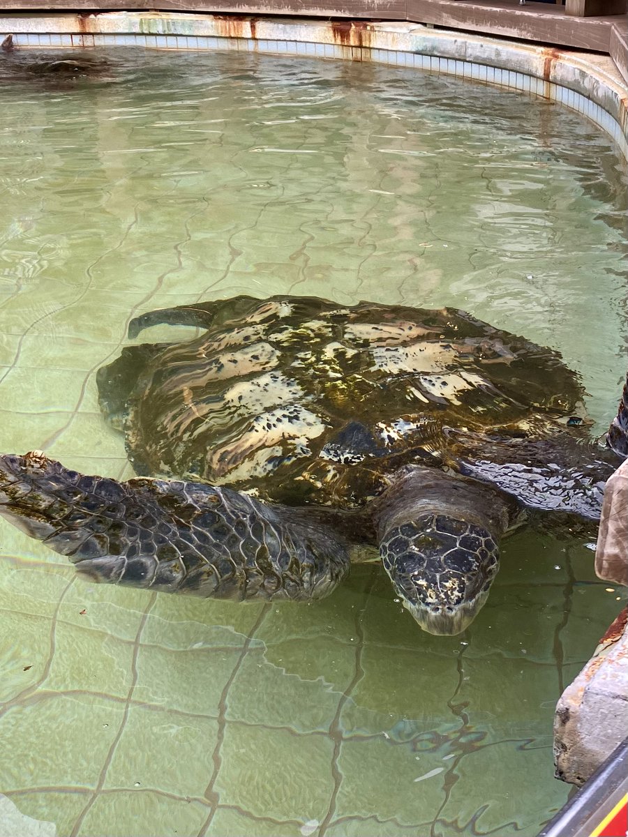 魔怪獣ゴハンタベブー（魔ブー） tweet media