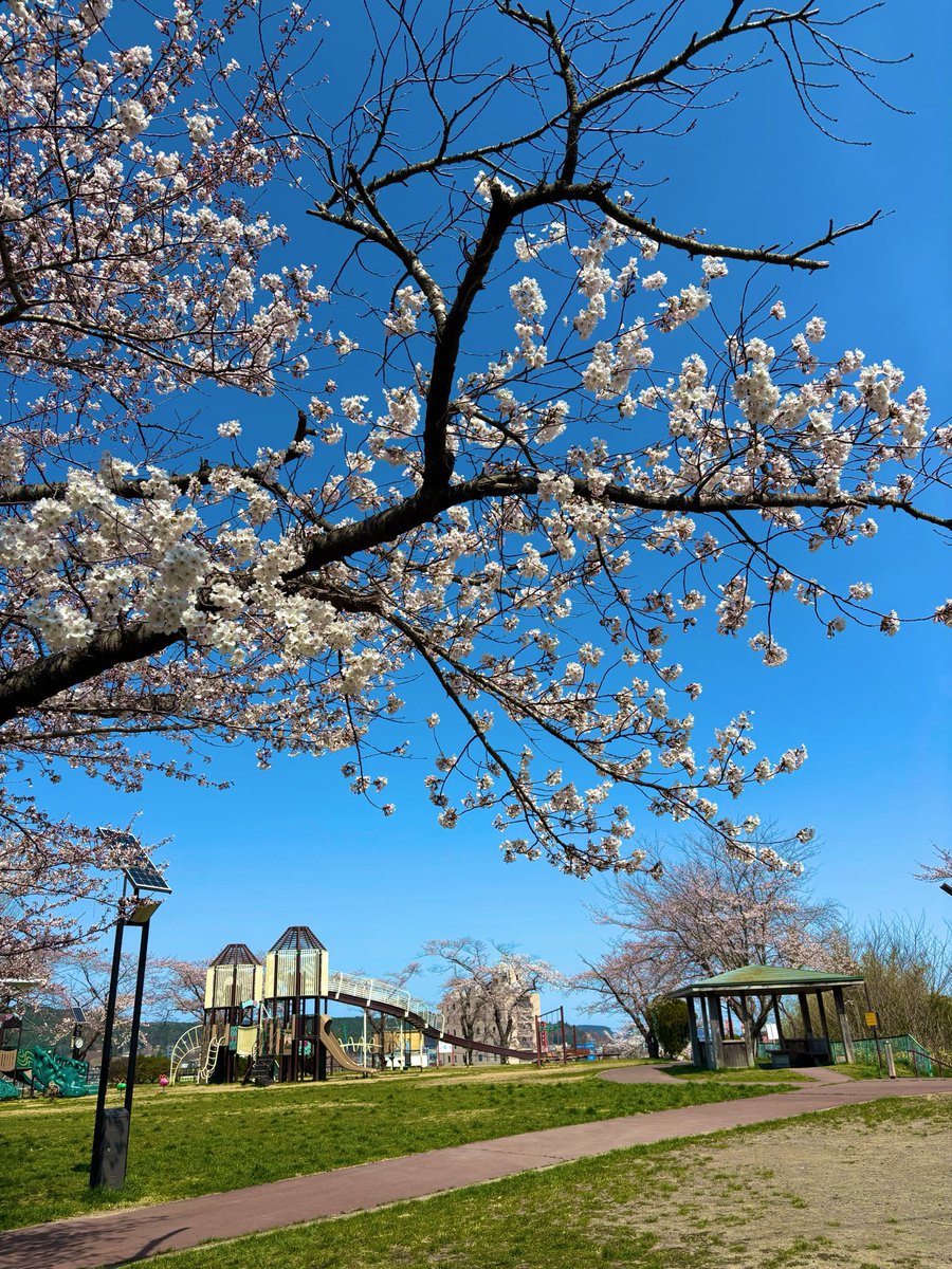 【#久慈市】

巽山公園の桜が咲き始めました🌸
もう少しで満開です‼️今週末がお花見日和でしょうか👀✨

 #北三陸 にも春が来たよ♪

 #あまちゃんの街  #お花見