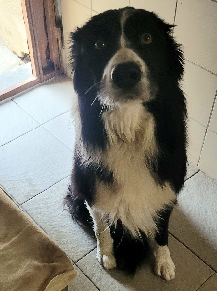 VigiPets.fr tweet media