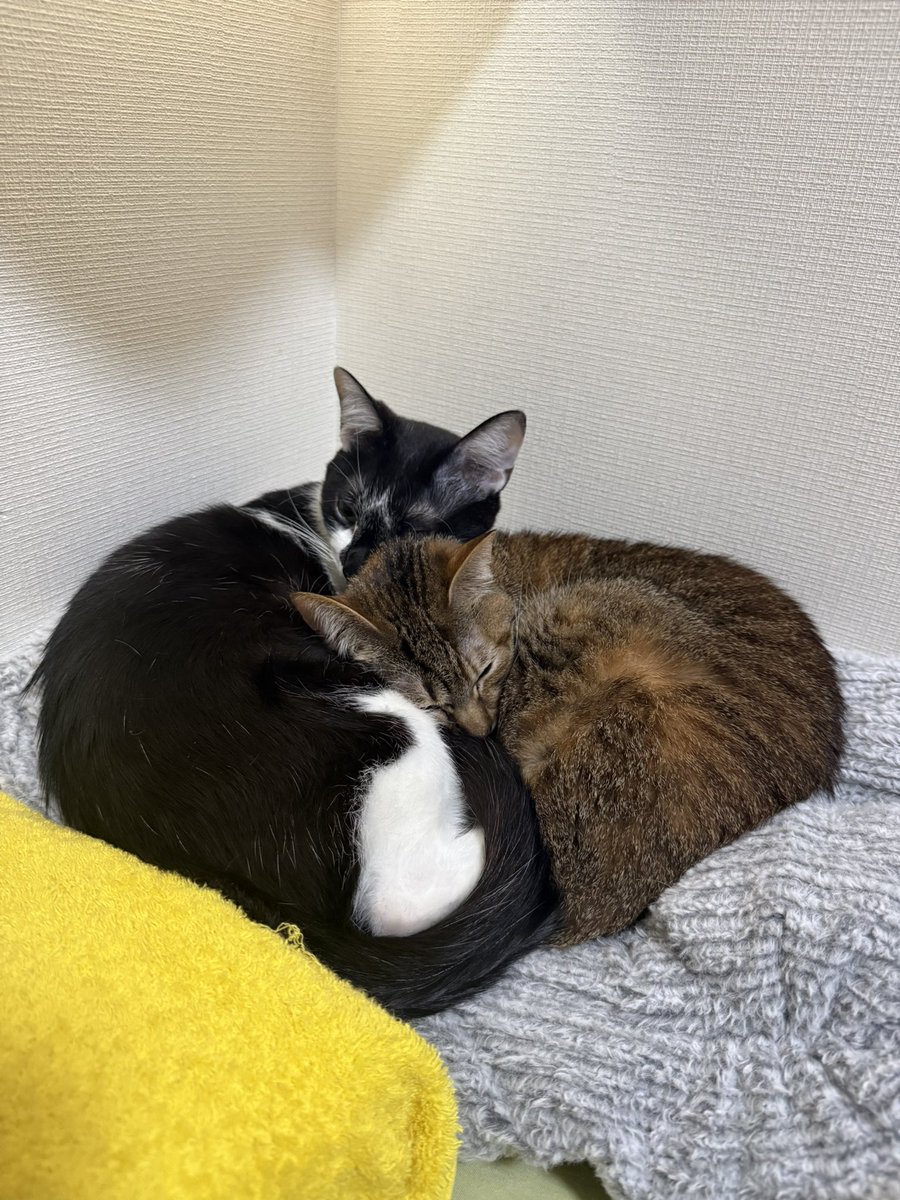 最近、ラブラブな狛とシュシュ

#猫
#保護猫
#猫好きさんとつながりたい
#猫のいるくらし
#cat
#茶キジ
#ハチワレ