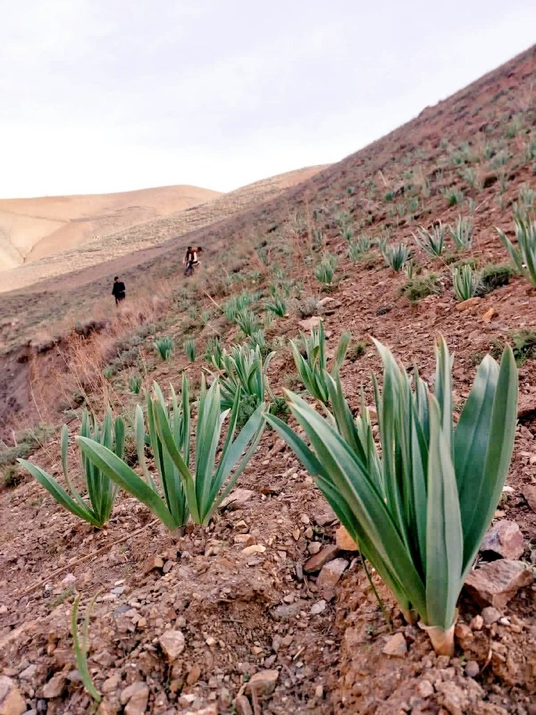 𝐔𝐌𝐀𝐓𝐈 | اٌمتي tweet media