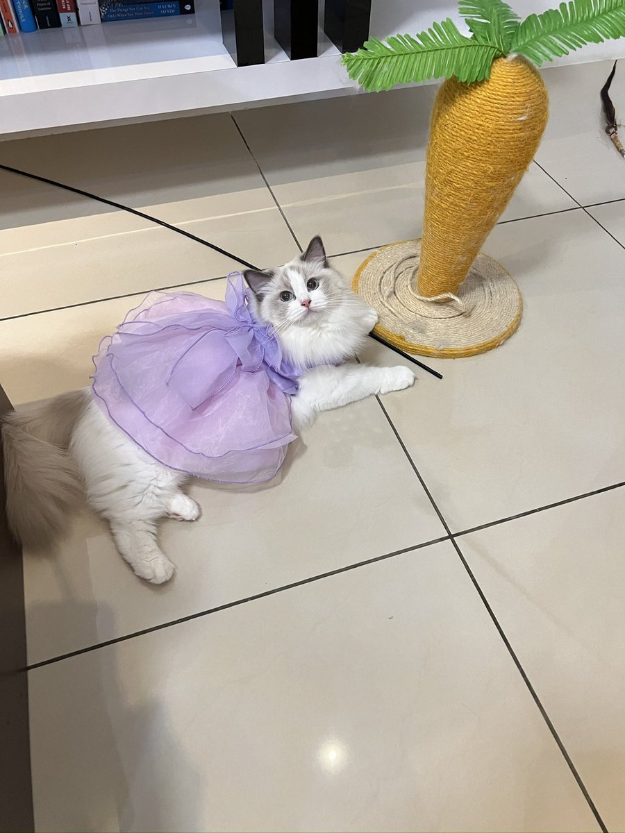 Princess Cubelita tweet media