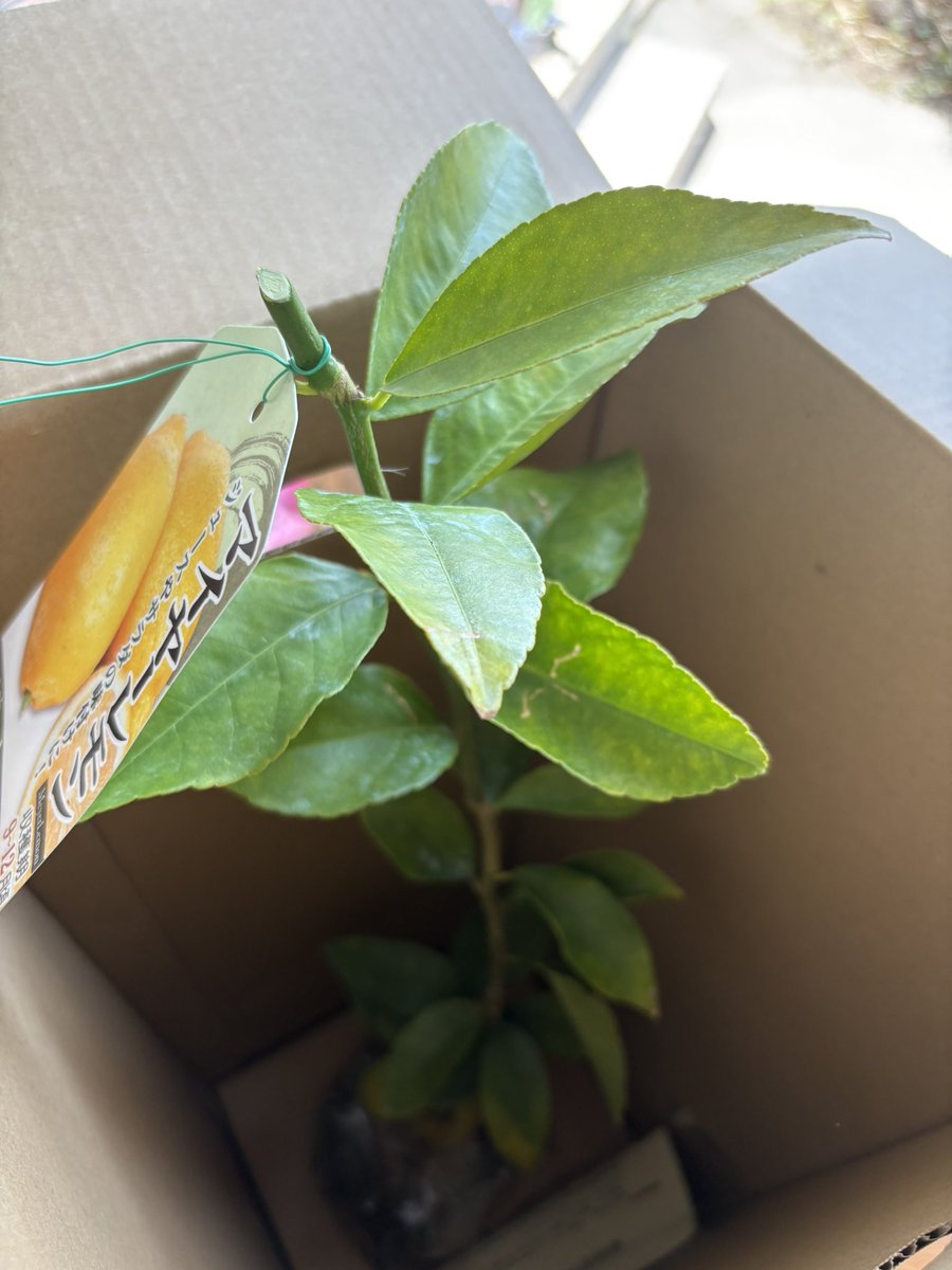 今日はマイヤーレモンの木を植えたし
家の壁もコーキング補修したし
天気も良いしいい休日なのでは