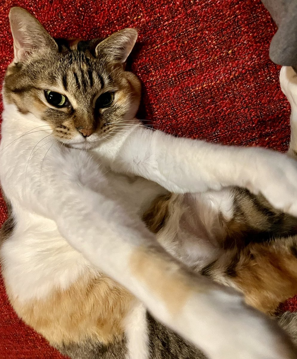 カワウソ祭 tweet media