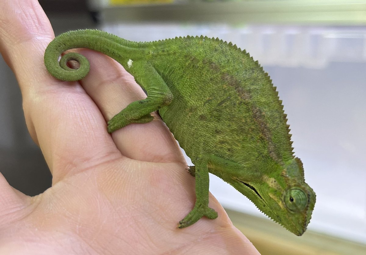 爬虫類倶楽部 大宮店 tweet media