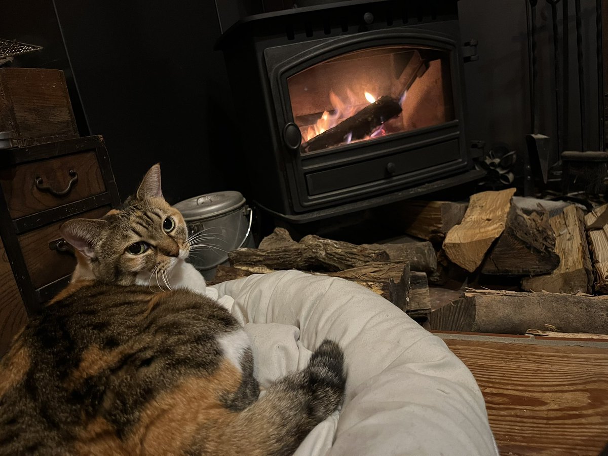 カワウソ祭 tweet media