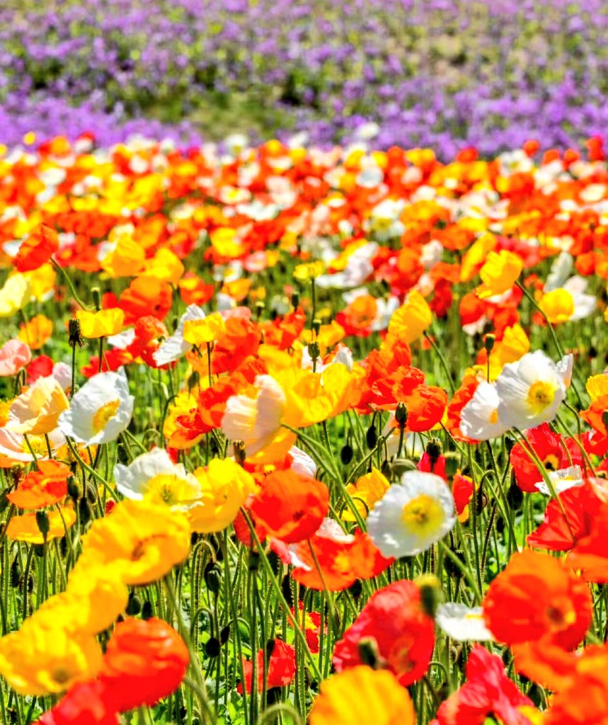 lydia470240384's tweet image. Do the right things repeatedly, do the repetitive things with your heart, and persist in doing the things you do with your heart. The answer you want is in your actions😊May your days be filled  sunshine and your heart with joy.💐 #photographer #nature #SpringFlowers