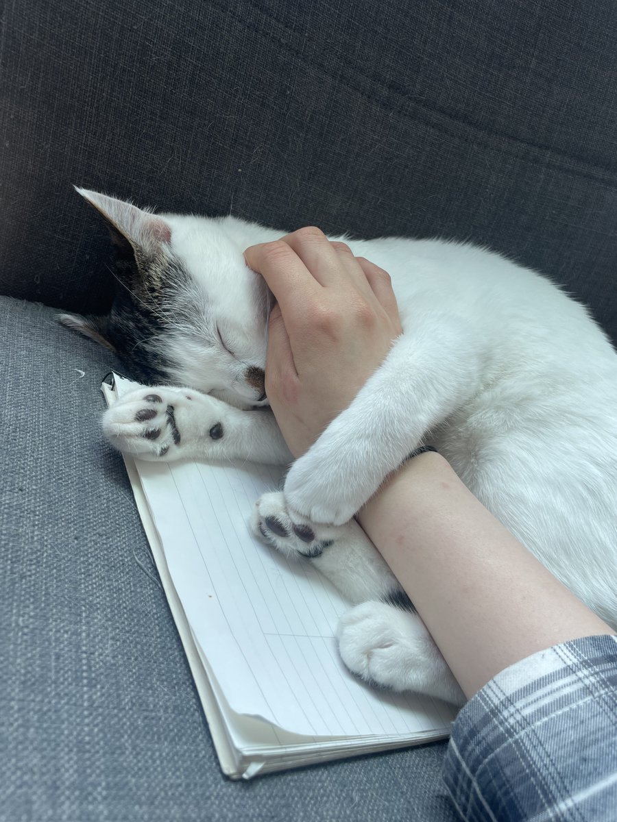 강순대 tweet media